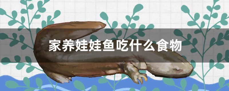 魚缸的綠藻對魚有害嗎（魚缸綠藻有什么好處）