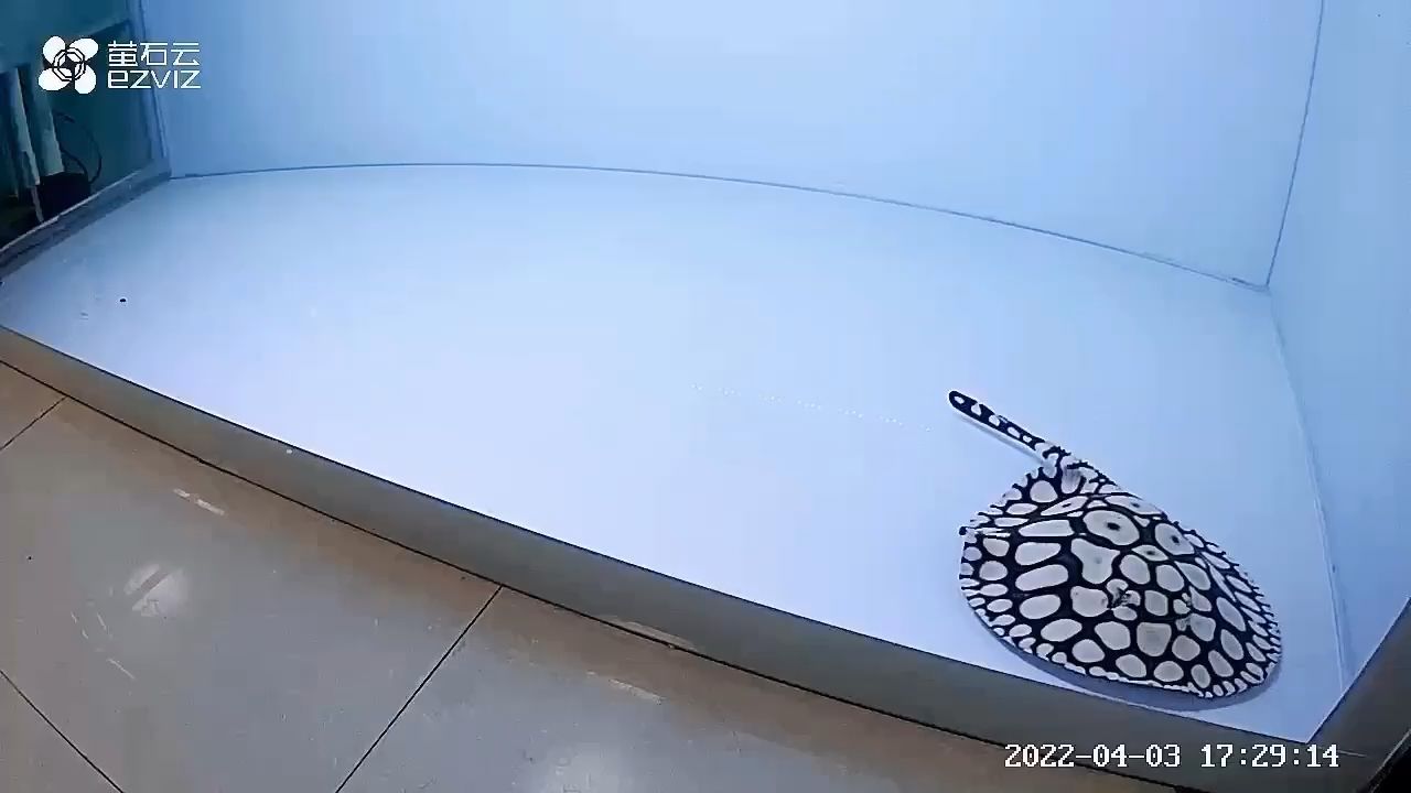 魚缸擺放在陽(yáng)臺(tái)哪個(gè)角落好一點(diǎn)（魚缸放陽(yáng)臺(tái)上風(fēng)水好嗎）