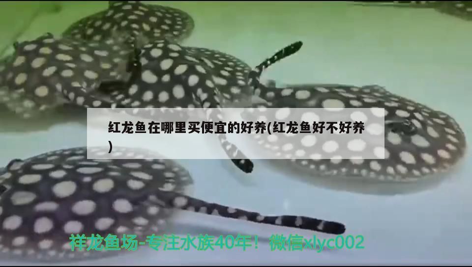 龍魚(yú)病了沉到水底了（龍魚(yú)病了沉到水底了會(huì)死嗎）