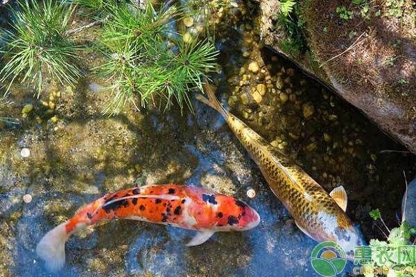 比較值錢的觀賞魚排名(比較值錢的觀賞魚排名榜)