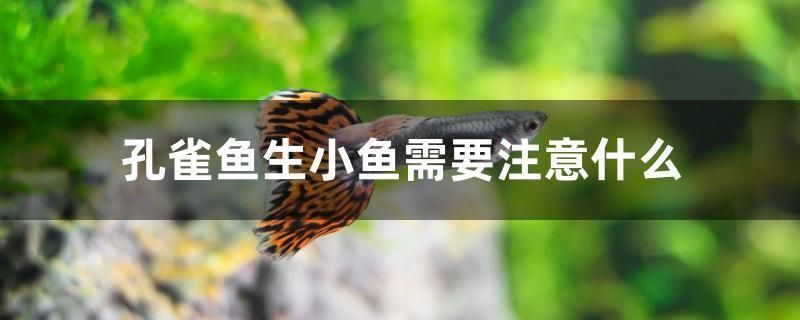 龍魚身上發(fā)白怎么回事兒（ 龍魚身上有白斑怎么辦）