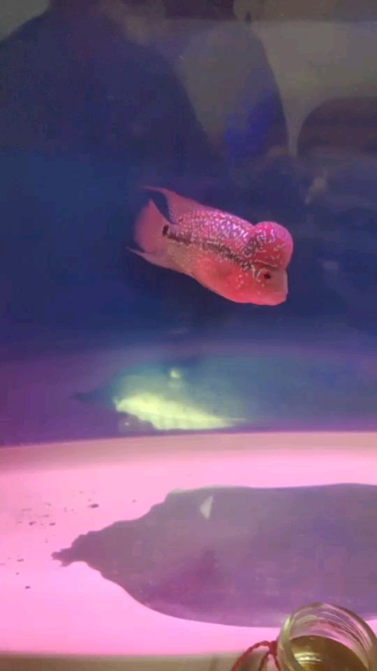 黑魚(yú)吃自己的幼魚(yú)嗎(黑魚(yú)吃自己的小魚(yú)仔嗎)