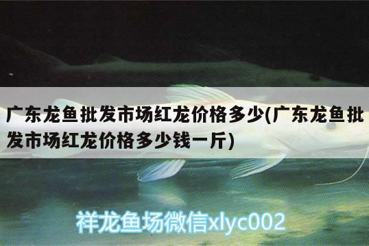 海鰻在魚缸怎么養(yǎng)（海水缸海鰻好養(yǎng)嗎）