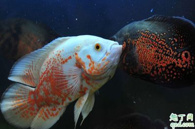 魚缸黑底改白底怎么改的(魚缸黑底改白底怎么改的圖片)