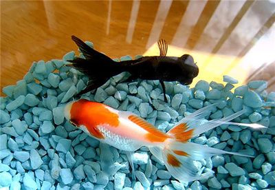 30公分龍魚慢養與壓養