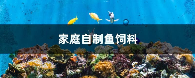 魚缸里的金魚翻著肚子但還是會(huì)游(魚缸里的金魚翻著肚子但還是會(huì)游怎么辦)