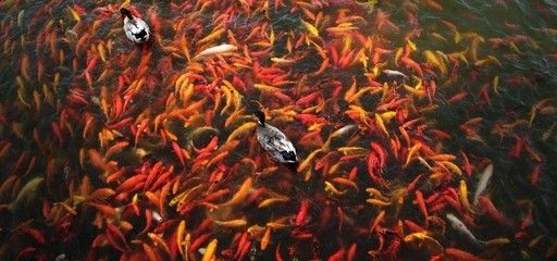 龍魚風水學說法有哪些講究