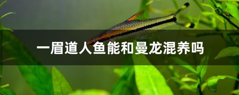 龍魚適合和什么魚混養(yǎng)(龍魚和什么魚混養(yǎng)最好看)