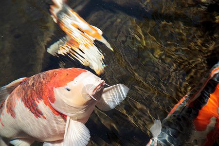 負壓魚缸的壞處（負壓魚缸圖片欣賞） 負壓魚缸的壞處（負壓魚缸圖片欣賞） 龍魚百科 第3張