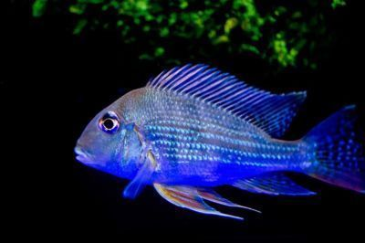 龍魚形態(tài)特征，龍魚品種鑒賞指南：龍魚色彩變化原因龍魚色彩變化
