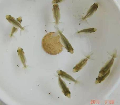 家庭養(yǎng)龍魚好嗎