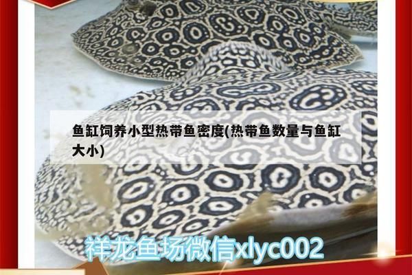 龍魚(yú)吃飼料魚(yú)好嗎怎么喂