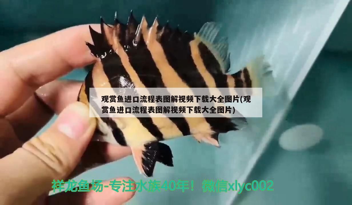 魚缸里能放吊蘭花嗎?(魚缸里能放吊蘭花嗎好嗎)