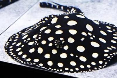 世界第一龍魚品種是什么，“世界第一龍魚”紅龍魚的飼養技巧 世界第一龍魚品種是什么，“世界第一龍魚”紅龍魚的飼養技巧 龍魚百科 第1張