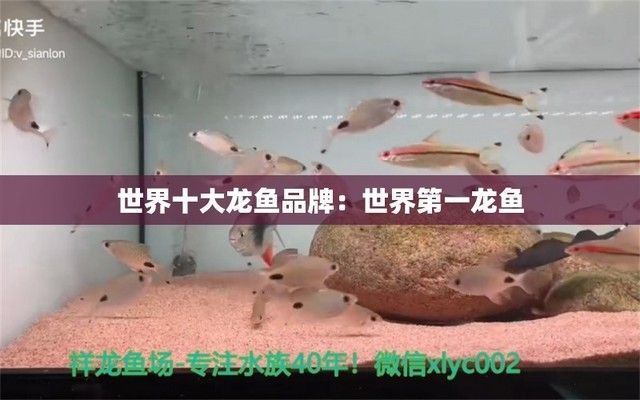 世界第一龍魚品種是什么，“世界第一龍魚”紅龍魚的飼養技巧 世界第一龍魚品種是什么，“世界第一龍魚”紅龍魚的飼養技巧 龍魚百科 第3張