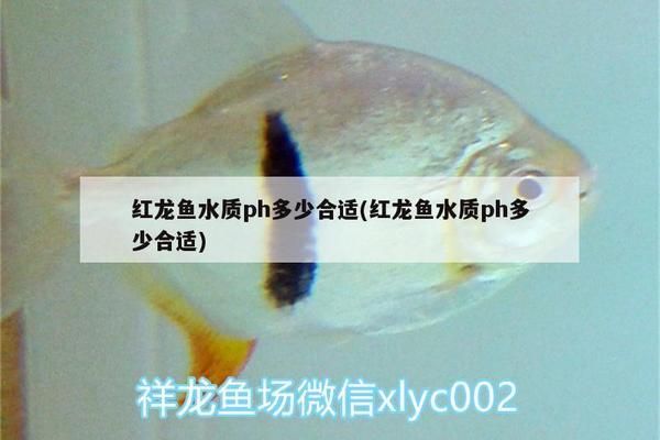 虎魚吃龍魚飼料嗎