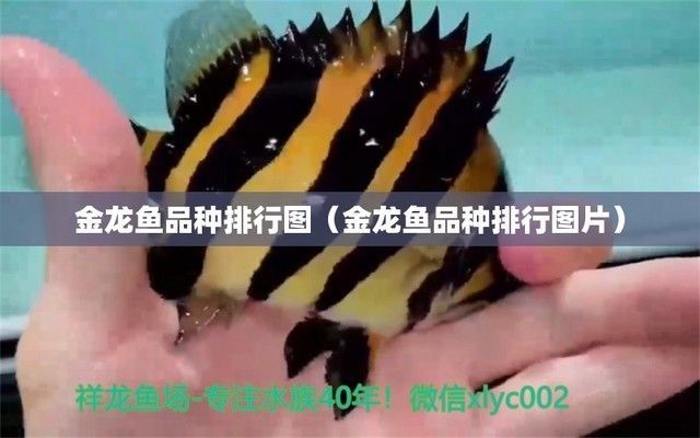 金龍魚藍(lán)色過6排的魚有哪些，金龍魚藍(lán)色過6排的鑒別方法