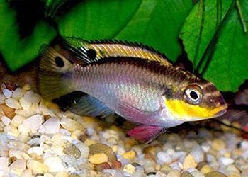 翡翠鳳凰魚繁殖水溫控制，如何控制翡翠鳳凰魚繁殖水溫