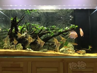 紅金龍魚養殖方法