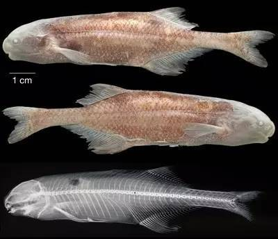 紅色金龍魚寓意什么含義呢 紅色金龍魚寓意什么含義呢 龍魚百科 第2張