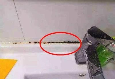 龍魚得水霉菌怎么處理好