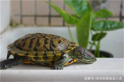 龍魚不吃食什么原因有三天死亡的可能性