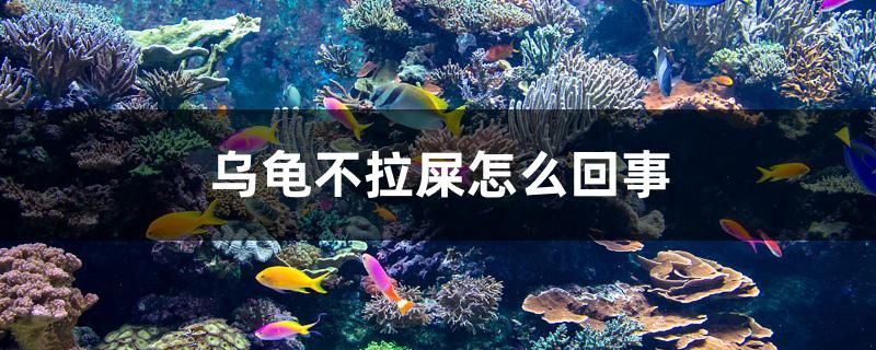 蚌埠二手魚缸交易市場(哈爾濱二手魚缸交易市場) 龍魚百科 第3張 蚌埠二手魚缸交易市場(哈爾濱二手魚缸交易市場) 蚌埠二手魚缸交易市場(哈爾濱二手魚缸交易市場) 龍魚百科 第3張