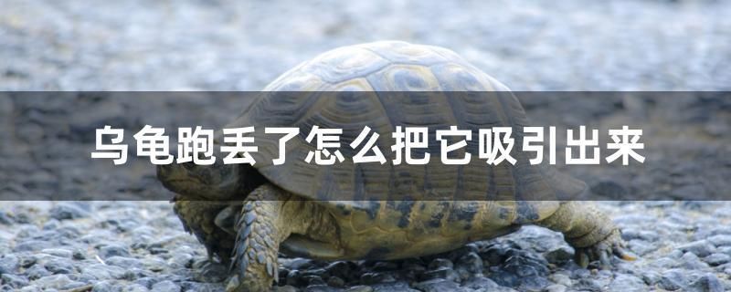 怎么往魚(yú)缸里加二氧化碳呢（魚(yú)缸里加二氧化碳用什么設(shè)備） 怎么往魚(yú)缸里加二氧化碳呢（魚(yú)缸里加二氧化碳用什么設(shè)備） 龍魚(yú)百科 第2張