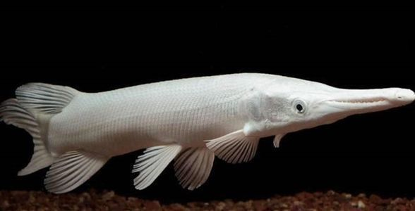 龍魚的體型