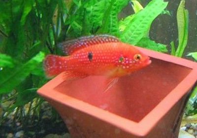英皇魚缸價格圖大全集（英皇豪華智能生態(tài)水族箱）