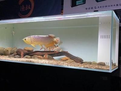 紅魔神雷龍魚,飼養技術