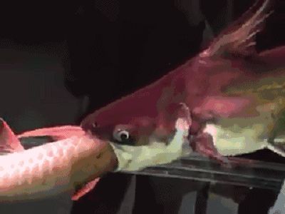 龍魚吃大魚卡住怎樣辦