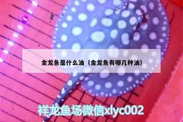金龍魚有哪幾種型號，金龍魚發色技巧分享,金龍魚品種鑒別方法 金龍魚有哪幾種型號，金龍魚發色技巧分享,金龍魚品種鑒別方法 龍魚百科 第4張
