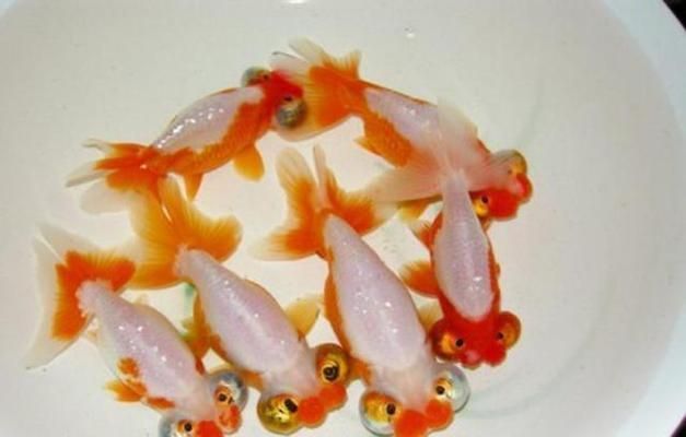 金龍魚有哪幾種型號，金龍魚發色技巧分享,金龍魚品種鑒別方法 金龍魚有哪幾種型號，金龍魚發色技巧分享,金龍魚品種鑒別方法 龍魚百科 第5張