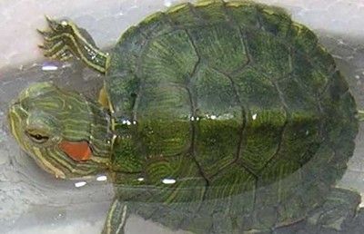 龍魚混養(yǎng)不吃食怎么辦：龍魚混養(yǎng)不吃食，探尋背后的原因與解決之道
