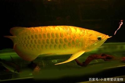 龍魚分雌雄嗎怎么看，如何區分龍魚的性別