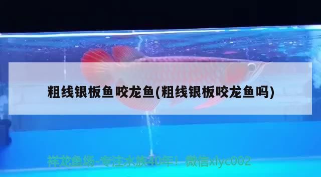 南寧觀賞魚群有哪些品種圖片（南寧可以喂魚的公園）