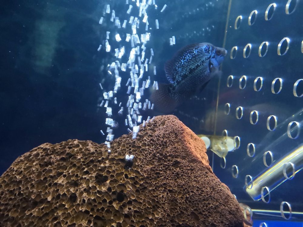 魚(yú)缸充氧泵不出氣是怎么修（魚(yú)缸氧氣泵不出氣怎么辦）