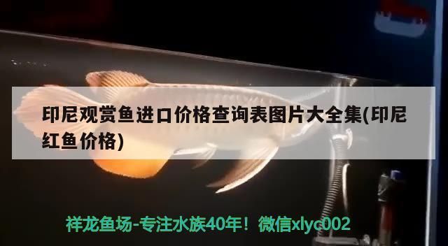 自己做金魚缸怎么做(自己做金魚缸怎么做視頻)