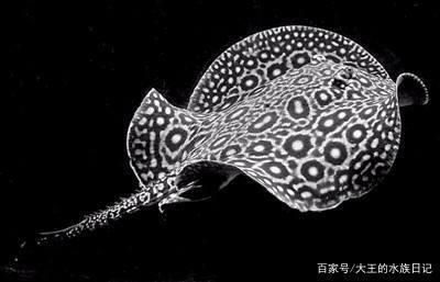 龍魚單養好還是有配魚好 龍魚單養好還是有配魚好 龍魚百科 第1張