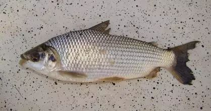 飼料魚能全部放魚缸嗎視頻 飼料魚能全部放魚缸嗎視頻教程