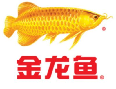 金龍魚研究報告怎么寫，如何撰寫金龍魚研究報告