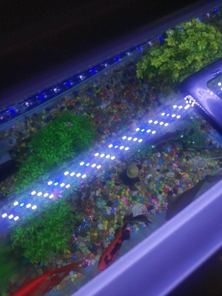 魚缸里怎么養鱖魚和鱸魚(水缸養鱖魚) 龍魚百科 第2張 魚缸里怎么養鱖魚和鱸魚(水缸養鱖魚) 魚缸里怎么養鱖魚和鱸魚(水缸養鱖魚) 龍魚百科 第2張