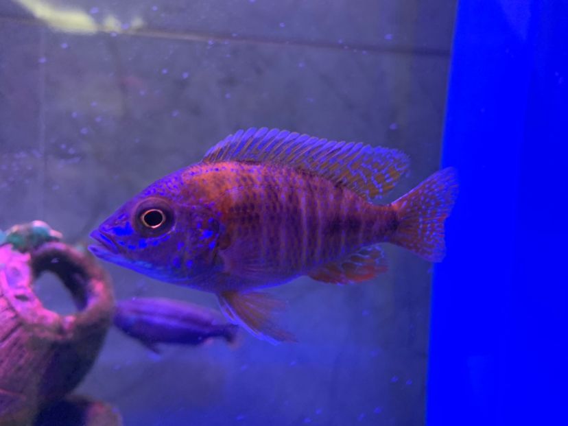 龍魚三個月不吃東西怎么回事呀（ 龍魚好幾個月不吃東西）