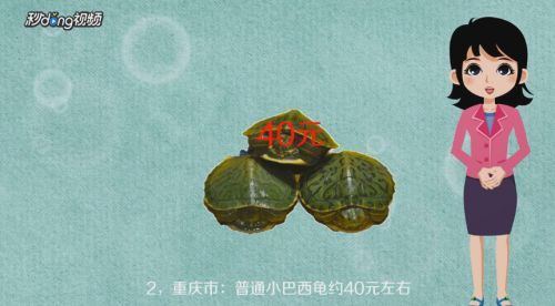 白化巴西龜品種的市場價格，白化巴西龜市場價格相對較高， 白化巴西龜品種的市場價格，白化巴西龜市場價格相對較高， 龍魚百科 第5張
