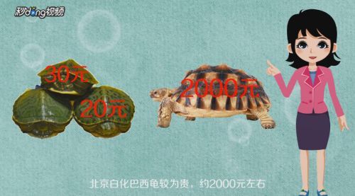 白化巴西龜品種的市場價格，白化巴西龜市場價格相對較高， 白化巴西龜品種的市場價格，白化巴西龜市場價格相對較高， 龍魚百科 第6張