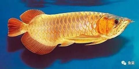 龍魚吃熟雞肉嗎會死嗎