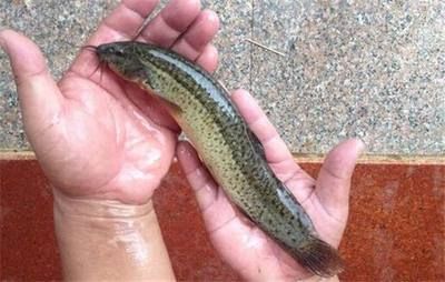給龍魚喂泥鰍需要去除內臟嗎為什么 給龍魚喂泥鰍需要去除內臟嗎為什么 龍魚百科 第3張