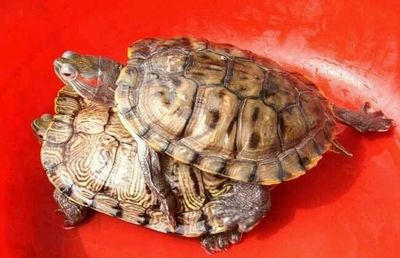 金龍魚漲幅