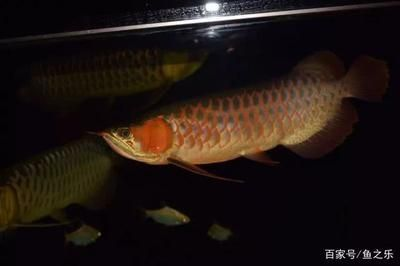 龍魚變得浮躁不安的原因是什么 龍魚變得浮躁不安的原因是什么 龍魚百科 第1張